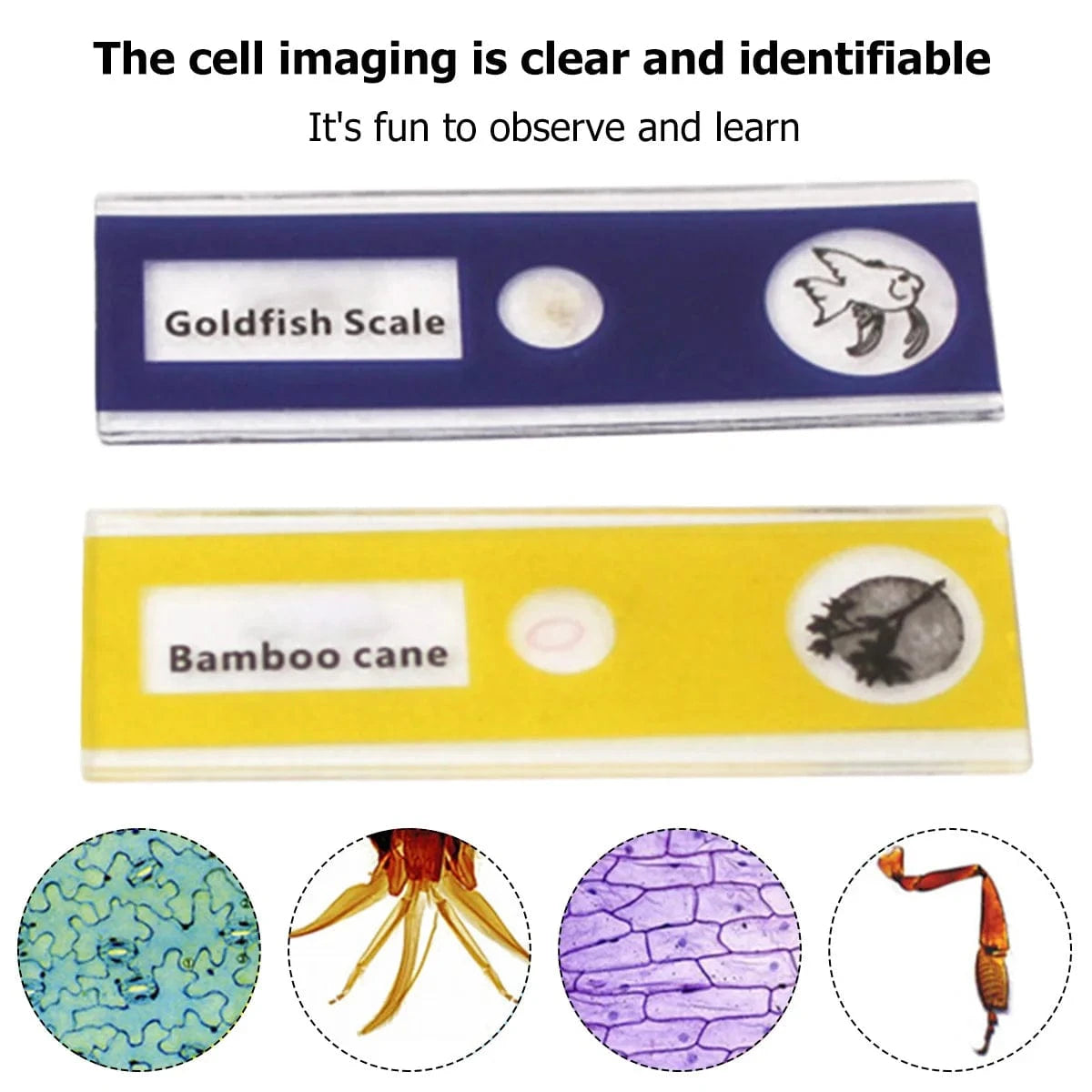 Microscope portable pour enfant